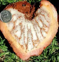 Hydnora triceps, fruto fresco cortado. Cerca de Port Nolloth, Sudáfrica, 2002.