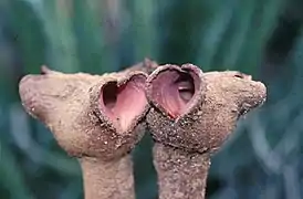 Flores de Hydnora triceps. Namaqualand, Sudáfrica, 1999.