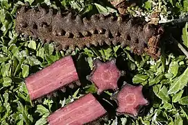 Hydnora triceps, raíces. Gemsbokvlei Farm, Wolfberg Road, al sudeste de Port Nolloth, Sudáfrica, 2003.