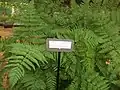 Helecho en el orto botanico de Milano.