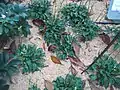 En el orto botanico de Milano.