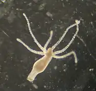 Hydra vulgaris - pólipos de agua dulce.