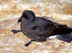 Paíño común (Hydrobates pelagicus).