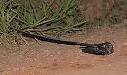 Hydropsalis forcipata (Macropsalis creagra) Long-trained Nightjar