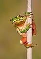 Hyla arborea var. molleri Bedriaga, 1890