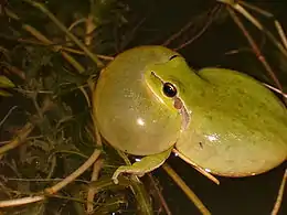 Hyla meridionalis