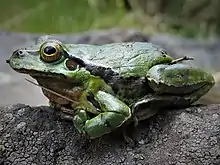 Hyla plicata - Rana de árbol plegada