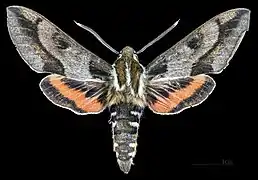 ♂