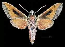 ♂  △