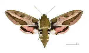 Esfinge de la lechetrezna♀