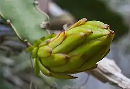 Botón floral