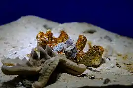 H. picta atacando una estrella de mar en el Museo de Ciencia Marina de la Universidad de Tokai, Japón