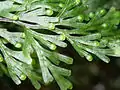 Hymenophyllum