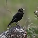 Hymenops perspicillatus Spectacled Tyrant