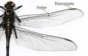 Estructura alar de los gónfidos. Nótese la simetría geométrica de alas, y la separación ocular.