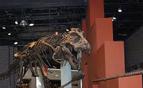 Tyrannosaurus rex en el Parque Museo.