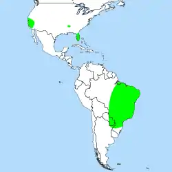 Distribución de Ibicella lutea