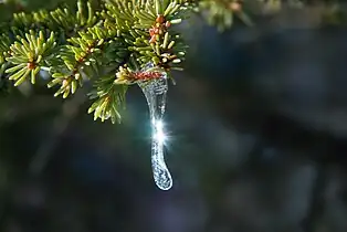 Carámbanos sobre un árbol