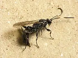 Ichneumon mendax hembra