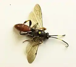 Ichneumon ultimus hembra