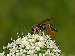 Pimpla cf. rufipes