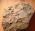 Cubichnia (Asteriacites).