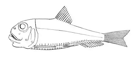 Ichthyococcus ovatus