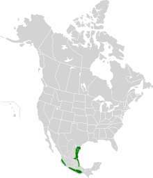 Distribución de I. graduacauda