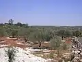 Vista de un olivar en los valles circundantes a Idlib