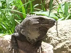 Ejemplar de iguana en Uxmal.