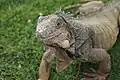 Iguanas