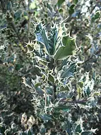 Ilex aquifolium 'Ferox'.