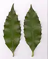 Hoja de Daphnandra johnsonii (izquierda), sasafrás australiano (derecha)