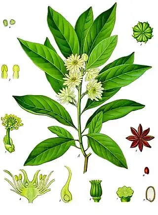 Illicium anisatum L.