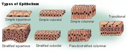 Tipos de epitelio