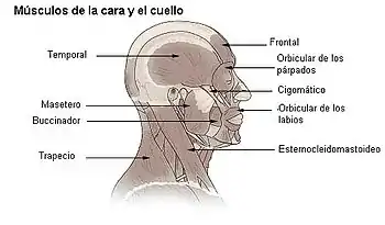 Músculos de la cara y cuello