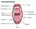 Boca (cavidad oral).