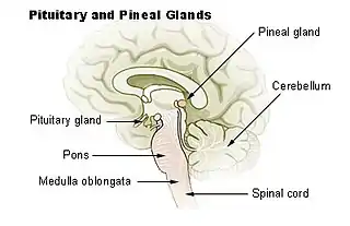 glándulas Pituitaria y pineal.