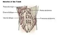 Músculos del tronco
