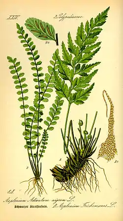 Asplenium trichomanes (izq.) y A. adiantum-nigrum (der.), de Thomé, Flora von Deutschland, Österreich und der Schweiz 1885