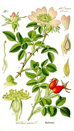 Rosa canina L.