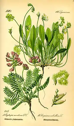 Oxytropis neglecta