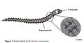 Segmentación de Hermodice carunculata