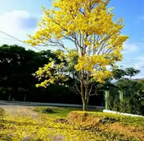 Fotografía de Neyla Chang. (La Pintada, Coclé, Panamá2020).