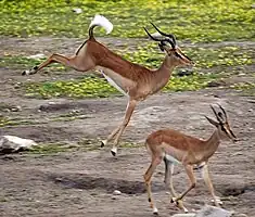 Un macho adulto de impala de rostro negro saltando de rebote en Namibia