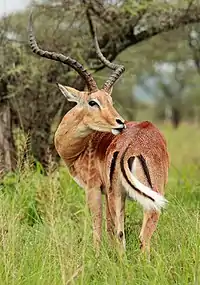 Un macho acicalándose en el Parque Nacional del Serengueti