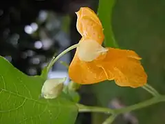 Sépalo inferior saccado (con un saco o bolsillo) en Impatiens ecalcarata.