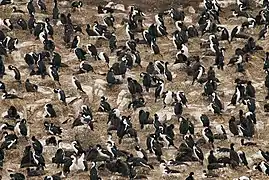 Gran colonia de L. atriceps en el Canal Beagle (Argentina.)