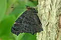 La mariposa pavo real, Inachis io, hace mimetismo críptico cuando sus alas están cerradas.