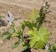 Aparición de las hojas e inflorescencia.